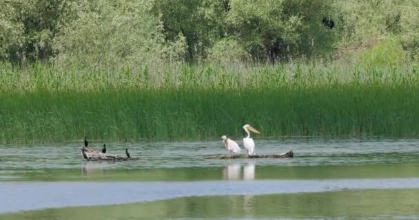 Hermoso Par Pelícanos Pie Vida Silvestre Delta Del Danubio Rumania — Vídeos de Stock