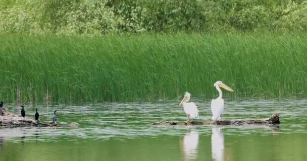 Hermoso Par Pelícanos Pie Vida Silvestre Delta Del Danubio Rumania — Vídeos de Stock