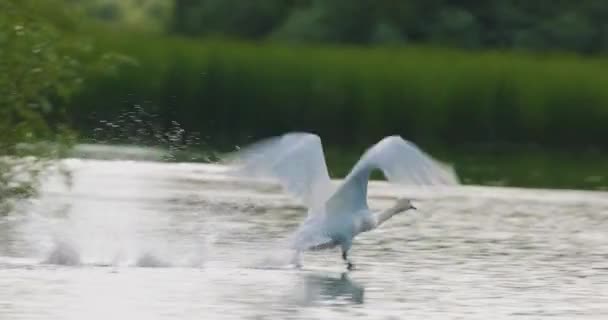 Slow Motion Swan Taking Flight Water Danube Delta Romania — Stock Video