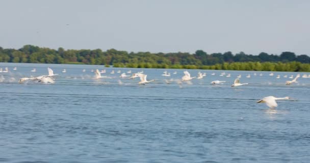 Grupo Cisnes Voando Sobre Lago Câmera Lenta Danúbio Delta Roménia — Vídeo de Stock