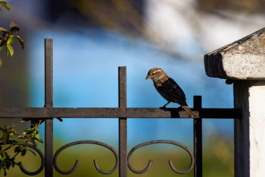Çit metalinde oturan serçeler.