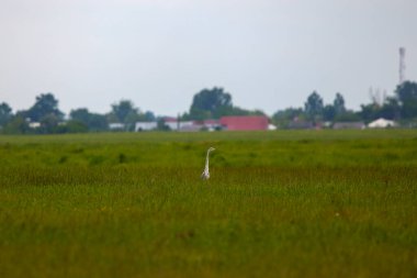 Büyük gri balıkçıl otların arasında