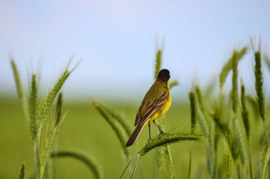 Kuş - Sarı Wagtail (Motacilla flava) erkek, bahar zamanı
