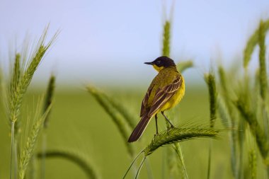 Kuş - Sarı Wagtail (Motacilla flava) erkek, bahar zamanı