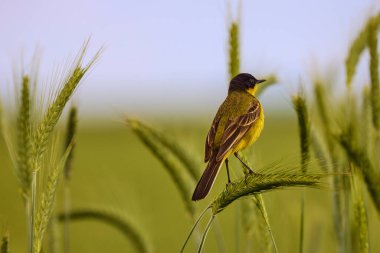 Kuş - Sarı Wagtail (Motacilla flava) erkek, bahar zamanı