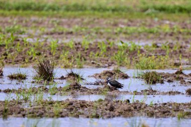Lapwing (Vanellus vanellus) çimenli tuft üzerinde duruyor