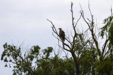 beyaz kuyruklu kartal (haliaeetus albicilla) uçan