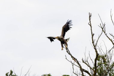 beyaz kuyruklu kartal (haliaeetus albicilla) uçan