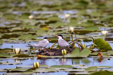 Yuvanın yanındaki gölde duran çift (sternal hirundo)