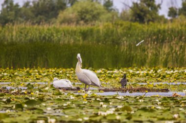 Romanya 'nın Tuna Deltası' nda güzel bir çift pelikan.