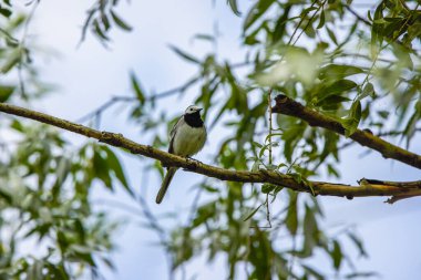 Beyaz kuyruklu (Motacilla alba) kuş ağaç dalında oturur.