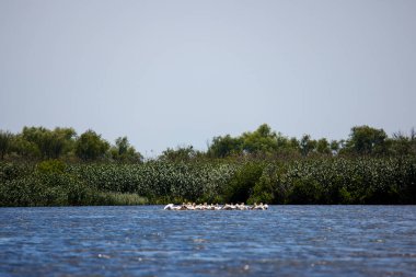 Romanya 'nın Tuna Deltası' nda yiyecek arayan bir grup pelikan