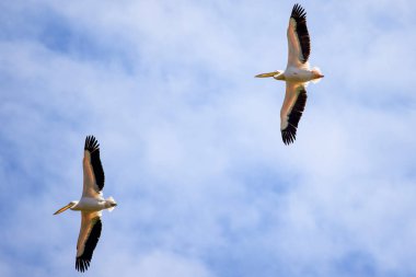 Mavi gökyüzünde uçan pelikanlar (pelecanus onocrotalus)