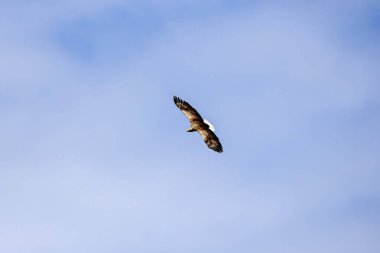 beyaz kuyruklu kartal (haliaeetus albicilla) uçan