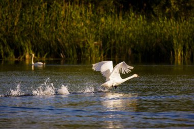 Tuna Deltası, Romanya, Ulusal Park 'ın doğal ortamında kuğu