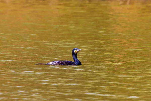 Grande Corvo Marinho Phalacrocorax Carbo Nadando Lago Manhã Cedo — Fotografia de Stock