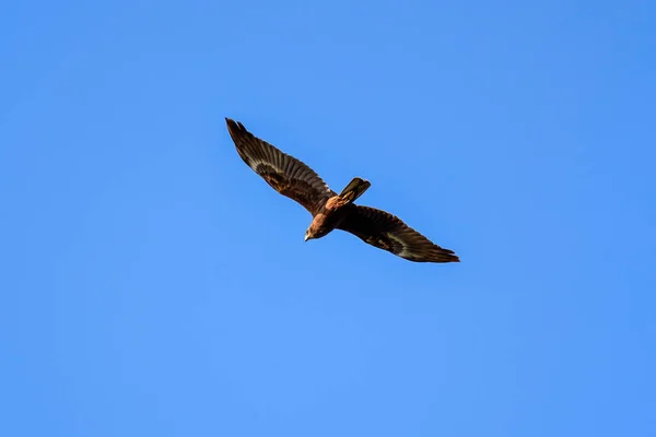 Imperial Eagle Aquila Heliaca Juveniele Vliegen Onder Blauwe Lucht Majestueuze — Stockfoto