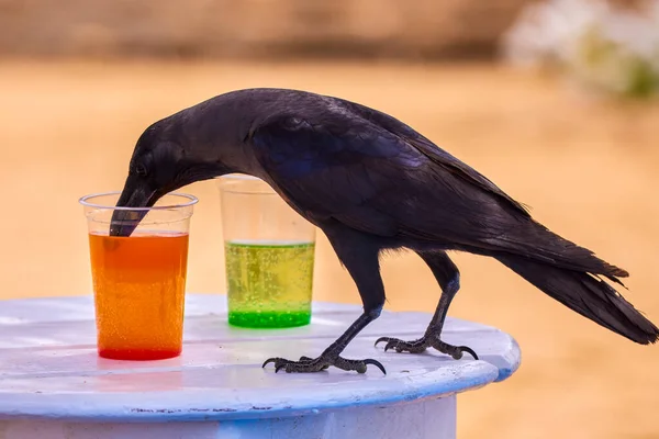 Ένα Κοράκι Που Πίνει Από Ένα Ποτήρι Χυμό — Φωτογραφία Αρχείου