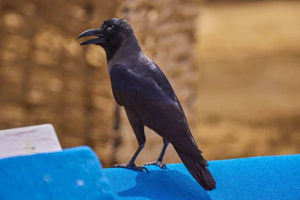 Portrait Corbeau Assis Sur Une Table — Photo