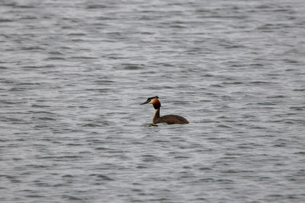 Μεγάλος Λειμώνας Podiceps Cristatus Στο Απόθεμα Βιόσφαιρας Δέλτα Του Δούναβη — Φωτογραφία Αρχείου