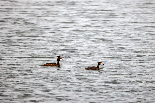 Der Haubentaucher Podiceps Cristatus Biosphärenreservat Des Donaudeltas Rumänien — Stockfoto