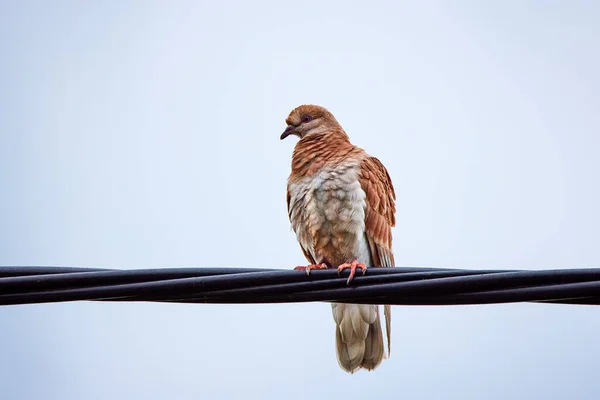 Eine Schöne Taube Steht Auf Einem Stromkabel — Stockfoto