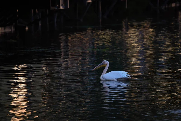 Pelicanen Donaudelta Roemenië Witte Pelikanen Natuur Het Biosfeerreservaat Van Donaudelta — Stockfoto