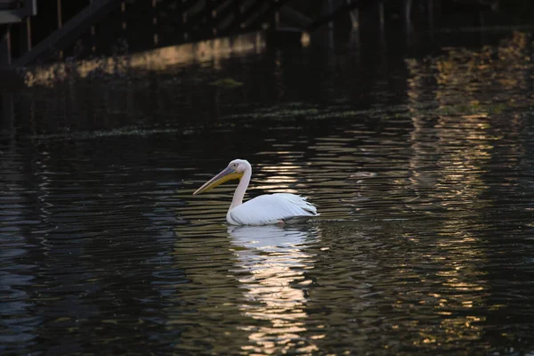 Pelikaner Donau Delta Rumänien Vita Pelikaner Naturlig Miljö Donaus Biosfärområde — Stockfoto