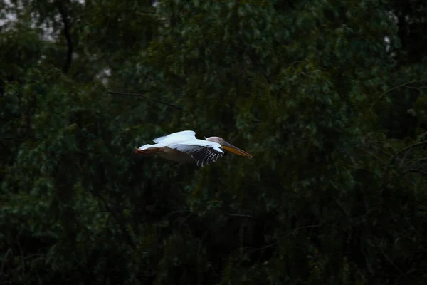 Pelicanos Delta Danúbio Roménia Pelicanos Brancos Ambiente Natural Reserva Biosfera — Fotografia de Stock