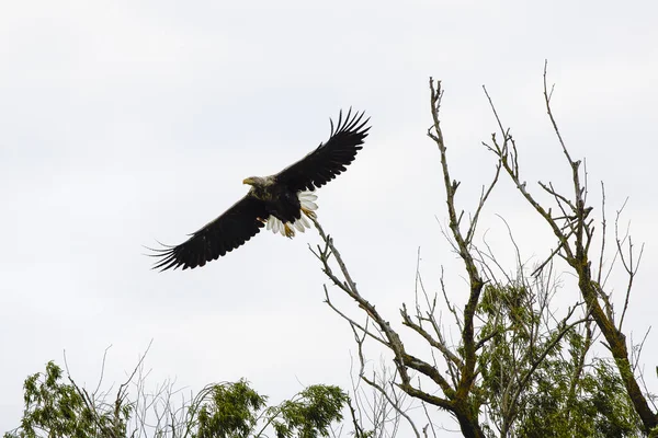 White Tailed Eagle Haliaeetus Albicilla Flying — Stock Photo, Image