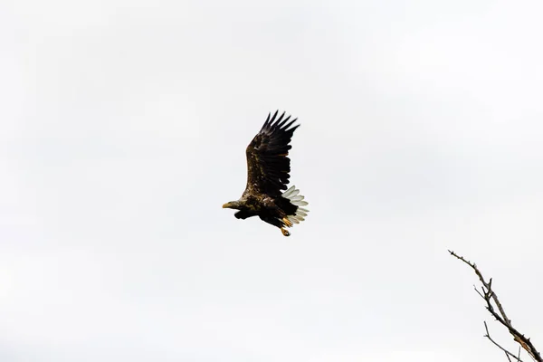 Αετός Λευκή Ουρά Haliaeetus Albicilla Που Πετά — Φωτογραφία Αρχείου