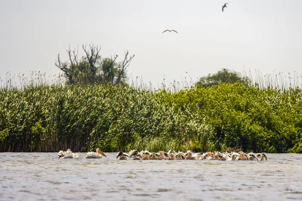 Group Pelicans Looking Food Danube Delta Romania — Stock Photo, Image