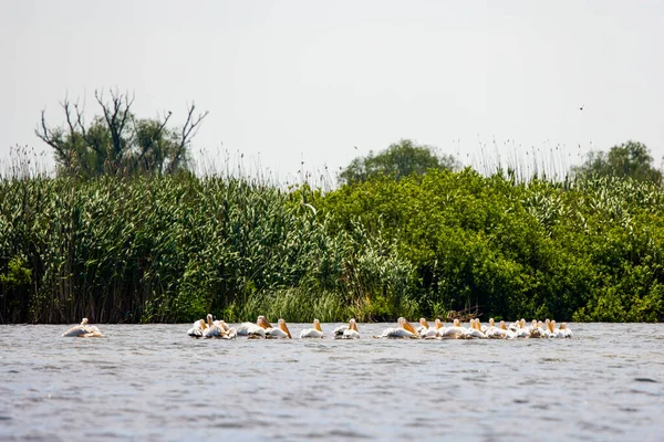 Group Pelicans Looking Food Danube Delta Romania — Stock Photo, Image