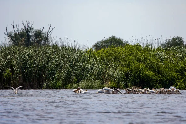 Group Pelicans Looking Food Danube Delta Romania — Stock Photo, Image