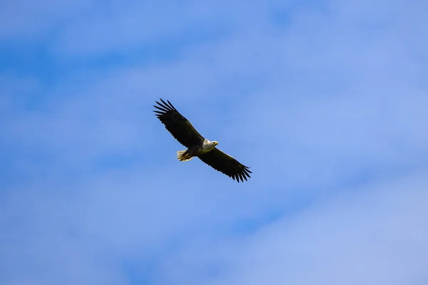 Águila Cola Blanca Haliaeetus Albicilla Volando —  Fotos de Stock