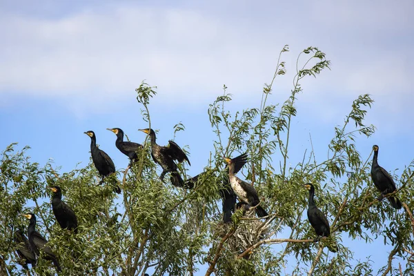 Grande Cormorano Nero Phalacrocorax Carbo Delta Del Danubio Romania — Foto Stock