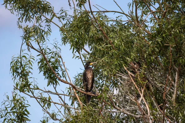 콜로부스 Phalacrocorax Carbo 라고도 루마니아의 다뉴브강 — 스톡 사진