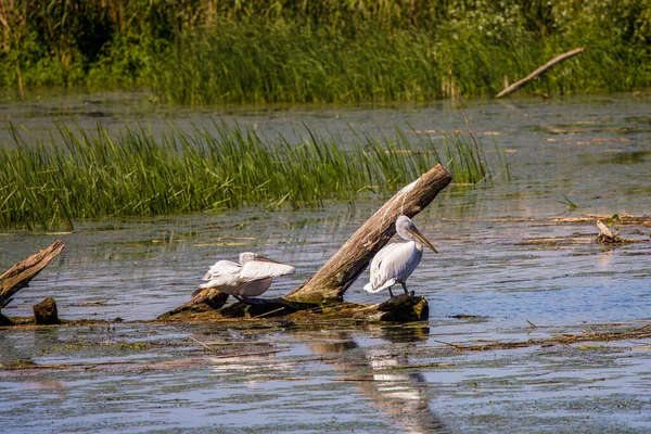 Una Hermosa Pareja Pelícanos Delta Del Danubio Rumania — Foto de Stock