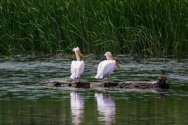 Ein Schönes Pelikanpaar Donaudelta Rumänien — Stockfoto