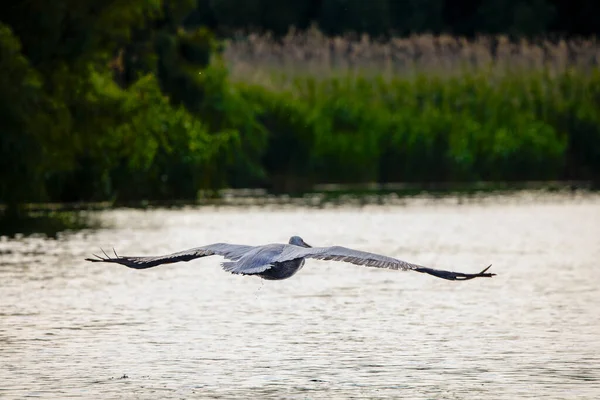 Pelicans Nel Delta Del Danubio Romania Pellicani Bianchi Ambiente Naturale — Foto Stock