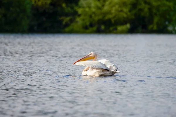 Pelicanen Donaudelta Roemenië Witte Pelikanen Natuur Het Biosfeerreservaat Van Donaudelta — Stockfoto