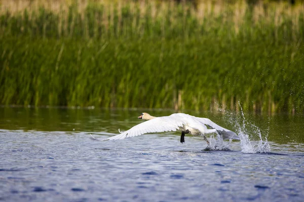 Лебеді Природному Середовищі Дельти Дунаю Румунія Національний Парк — стокове фото