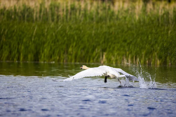 Zwaan Natuurlijke Omgeving Van Donaudelta Roemenië Nationaal Park — Stockfoto