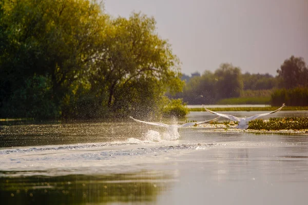 Svane Naturlige Omgivelser Donaudeltaet Romania Nasjonalpark – stockfoto