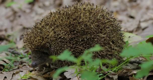 Een Egel Het Wild Het Bos — Stockvideo