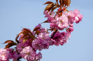 İlkbaharda bazı ağaçların güzel çiçekleri