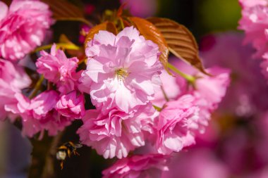 İlkbaharda bazı ağaçların güzel çiçekleri