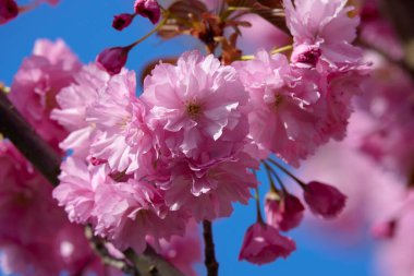 İlkbaharda bazı ağaçların güzel çiçekleri
