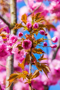 İlkbaharda bazı ağaçların güzel çiçekleri
