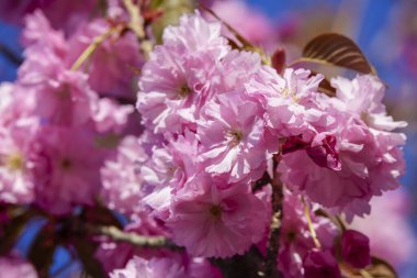 İlkbaharda bazı ağaçların güzel çiçekleri